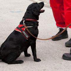Patch chien de thérapie Pistha: accessoire discret et reconnaissable.