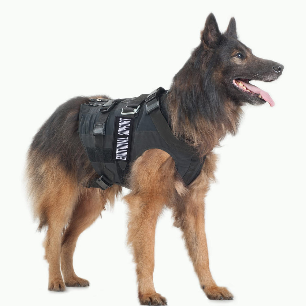Patch service chien en formation Pistha, signal d’identification utile.