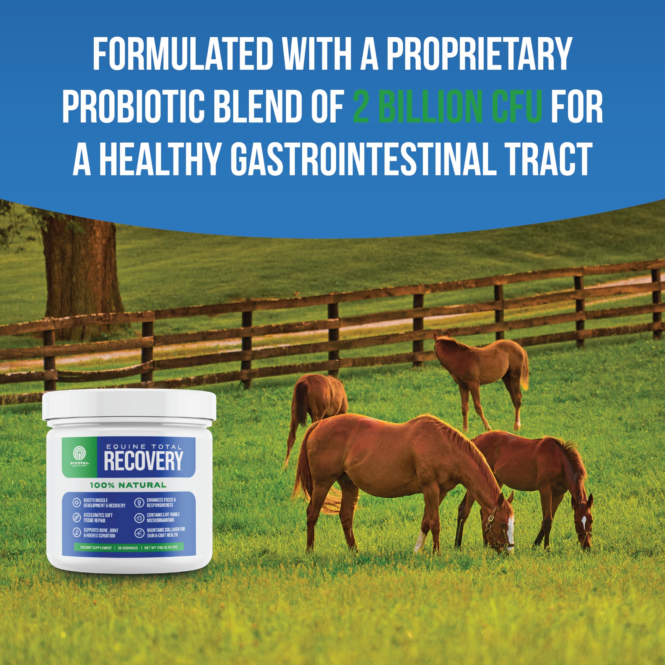 Pivotal Power+ — acides aminés essentiels possibles pour le soutien musculaire du cheval