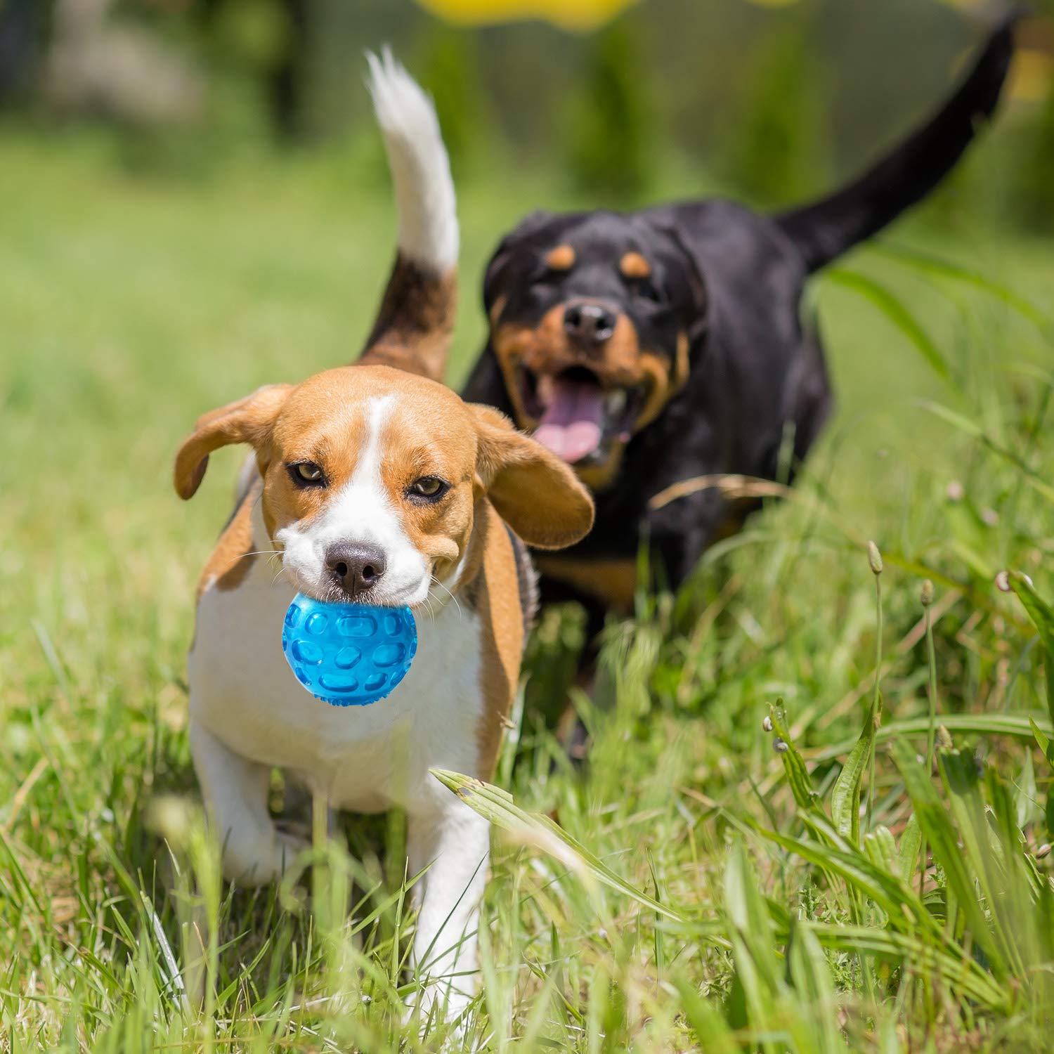 Jouet PJDH 2 balles vertes pour chien, pack pratique