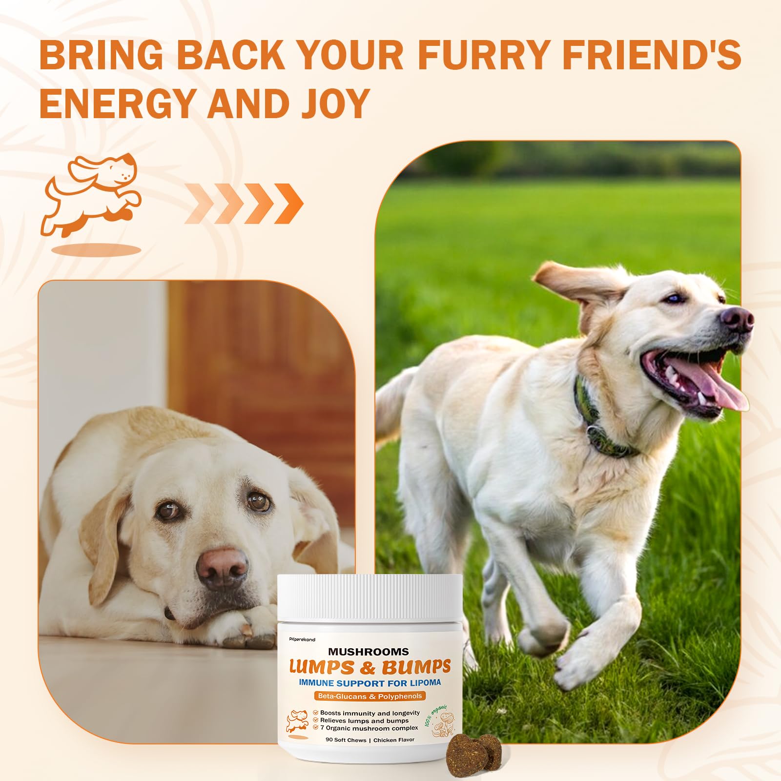 PKperekond gommes champignons epanouissement vitalite chien
