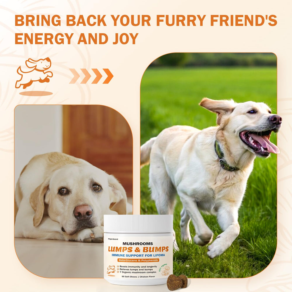 PKperekond gommes champignons epanouissement vitalite chien