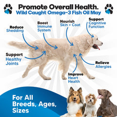 Plano Paws – gouttes précises pour chiens, administration facile.