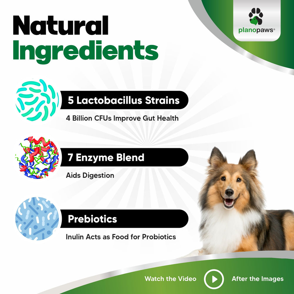 Planopaws Probiotiques Chiens — portion quotidienne facile, sans effort