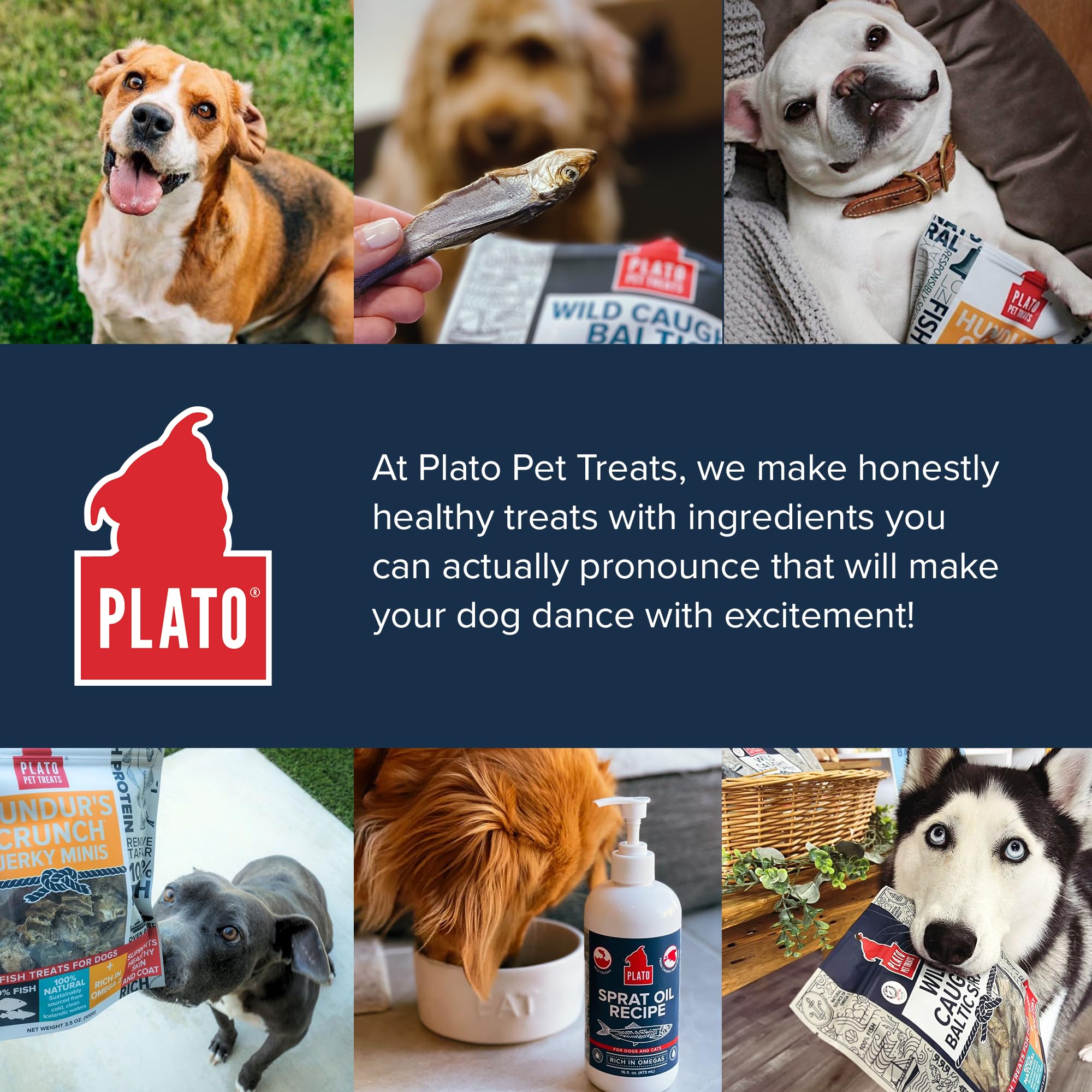 Usage-recompense Plato: friandise pratique pour l'éducation canine