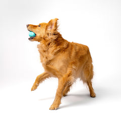Playology Balle Senteur Naturelle: parfum durable qui attire les chiens.