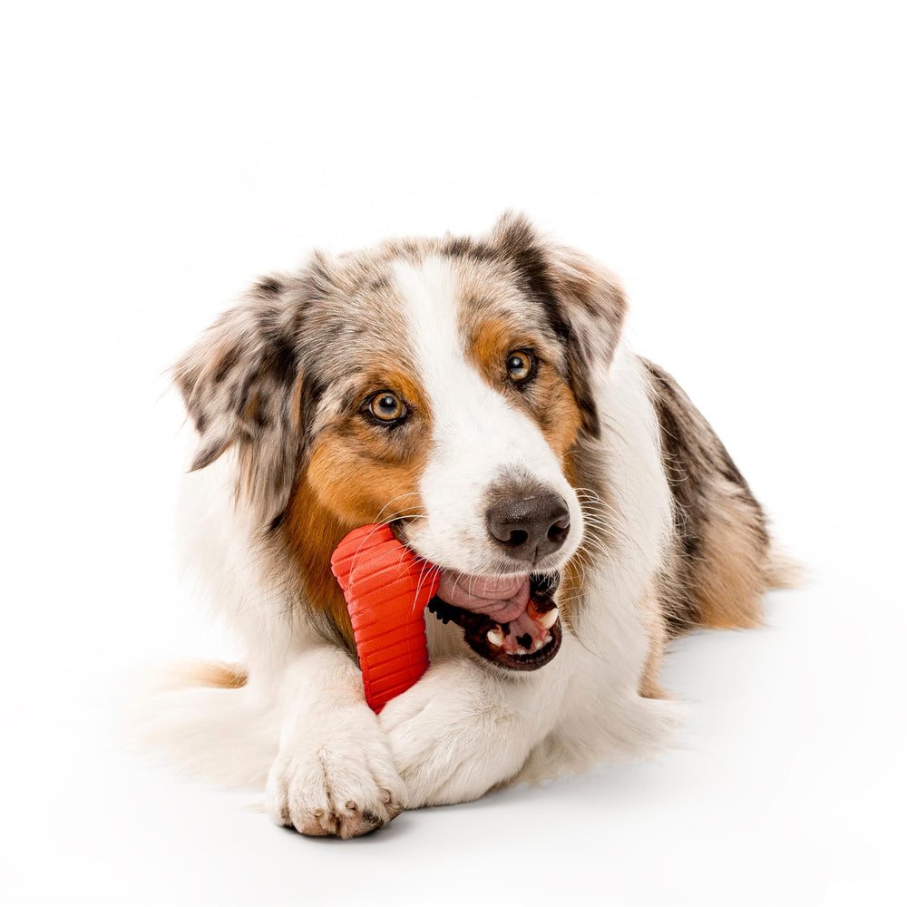 Playology jouet durable pour chiens grands: usage intérieur et extérieur.