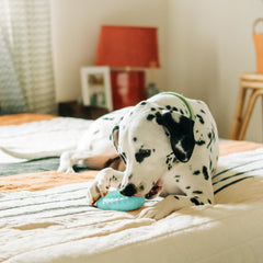 Playology parfum beurre de cacahuète naturel, stimulant le mordillement du chien.
