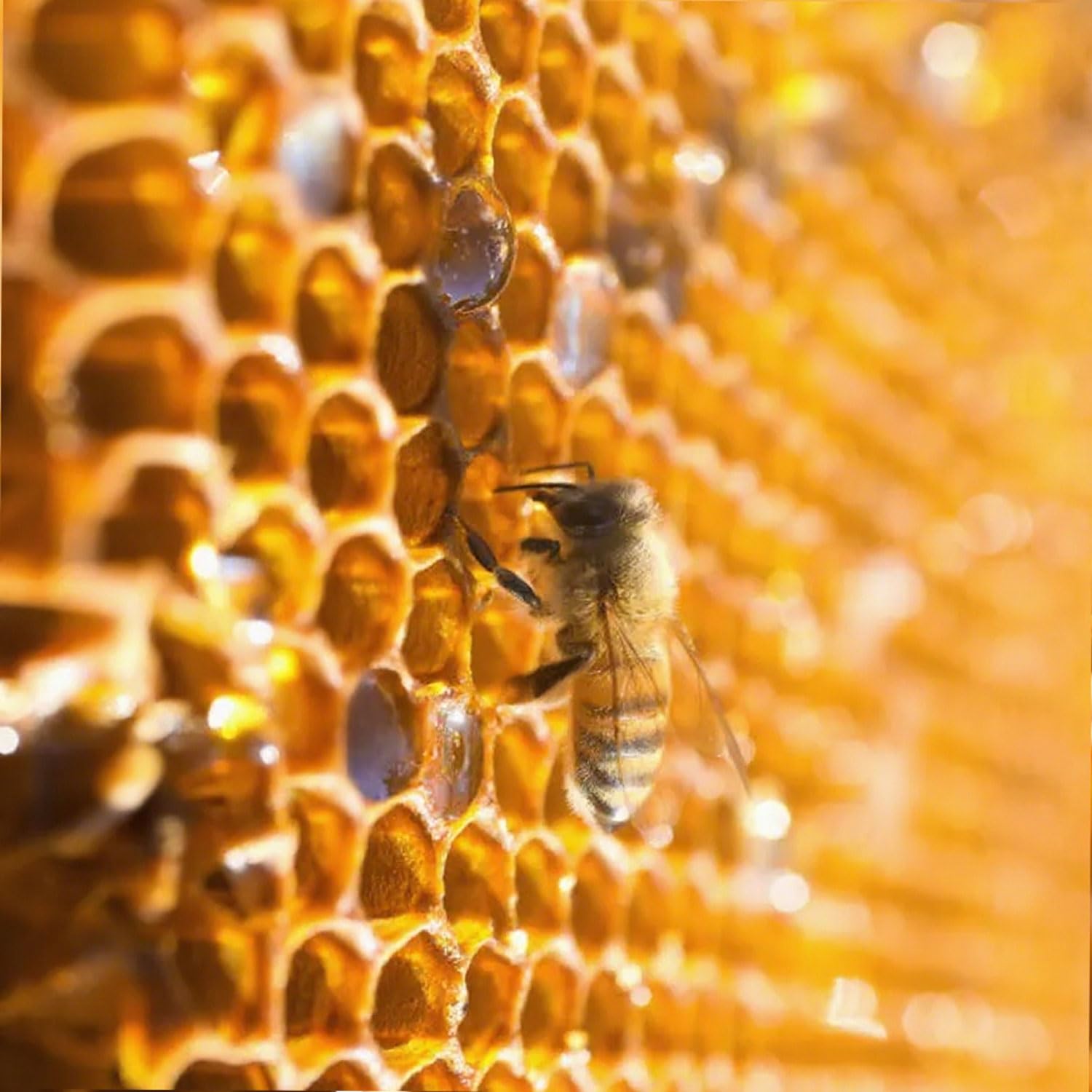 Format compact 4 oz de Pleasantly Warm Propolis pour une routine régulière.
