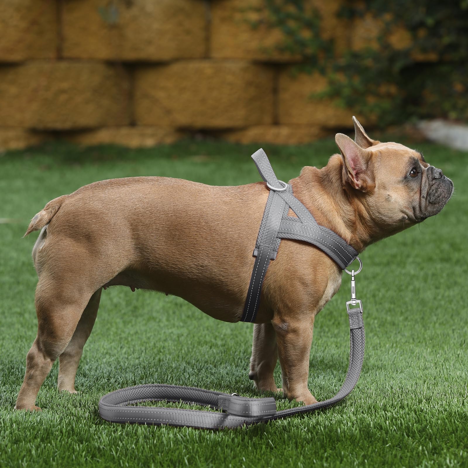 PLUTUS PET harnais anneaux renforcés pour durabilité et contrôle.