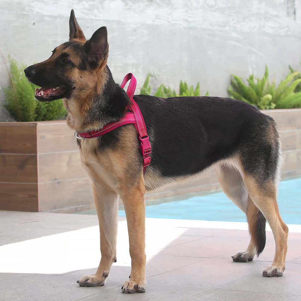 Harnais Plutus Pet conçu pour sorties extérieures, promenades et randonnées.