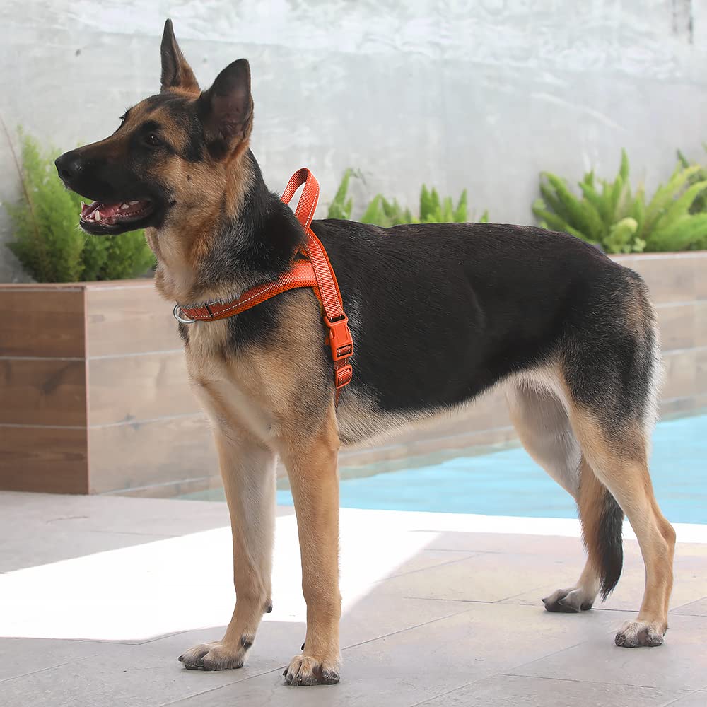 Chiens en balade avec harnais Plutus Pet orange, confort et sécurité.