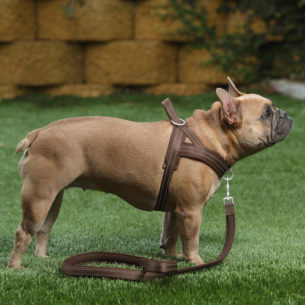 Sangles en nylon renforcé sur le harnais Plutus Pet pour une durabilité accrue.