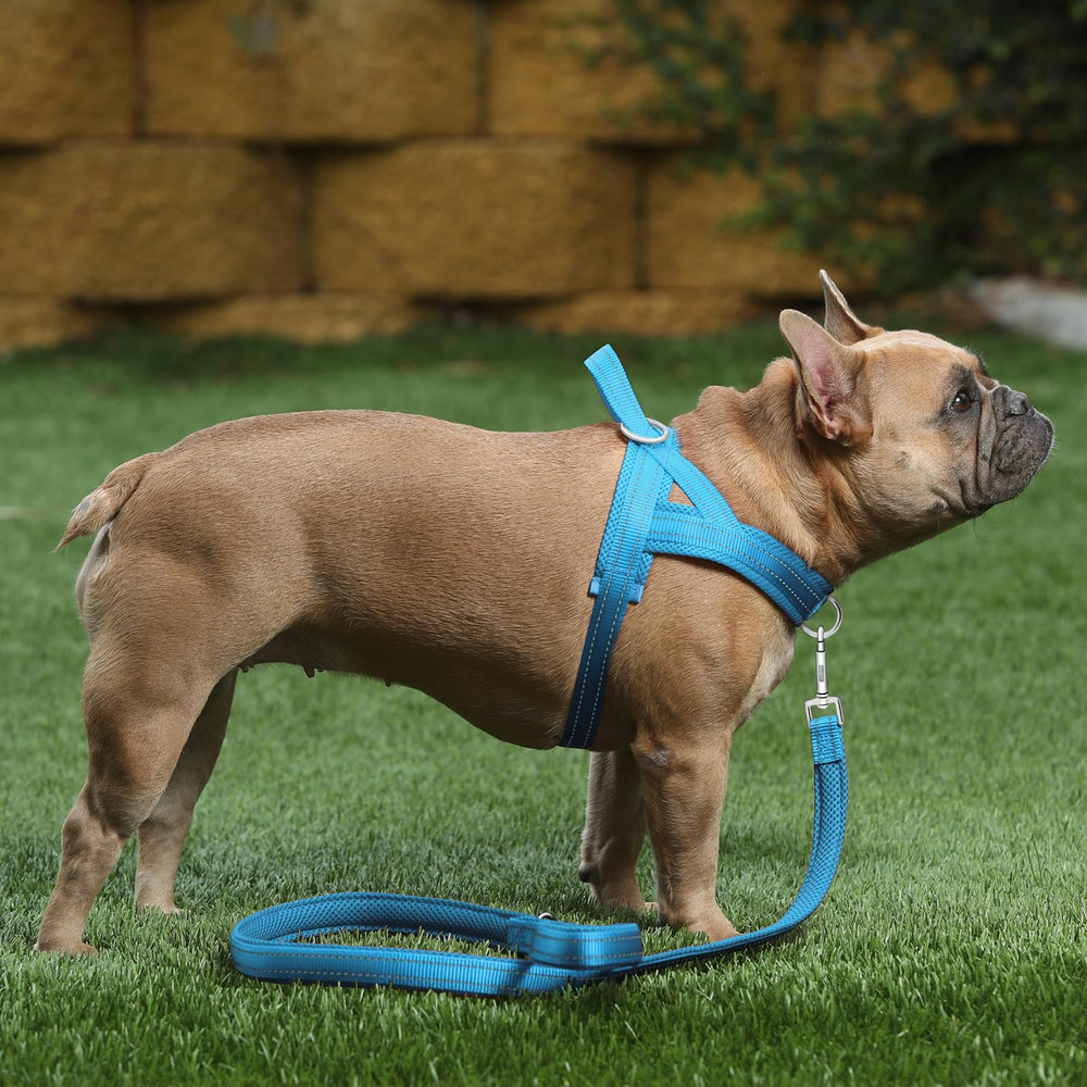 Harnais PLUTUS PET rembourré en mesh pour le confort en plein air.