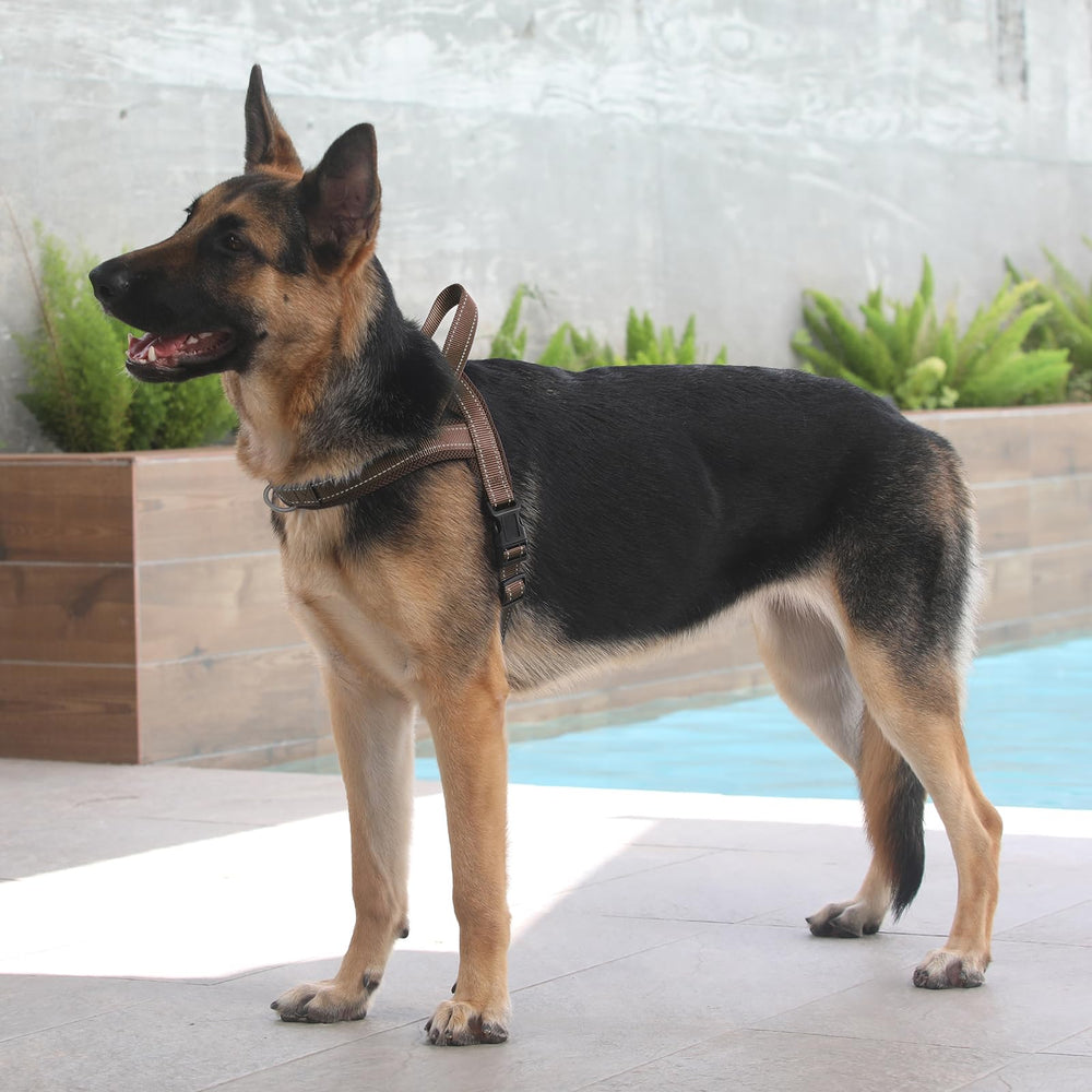 Harnais Plutus Pet XS Chocolat, adapté aux petits chiens.