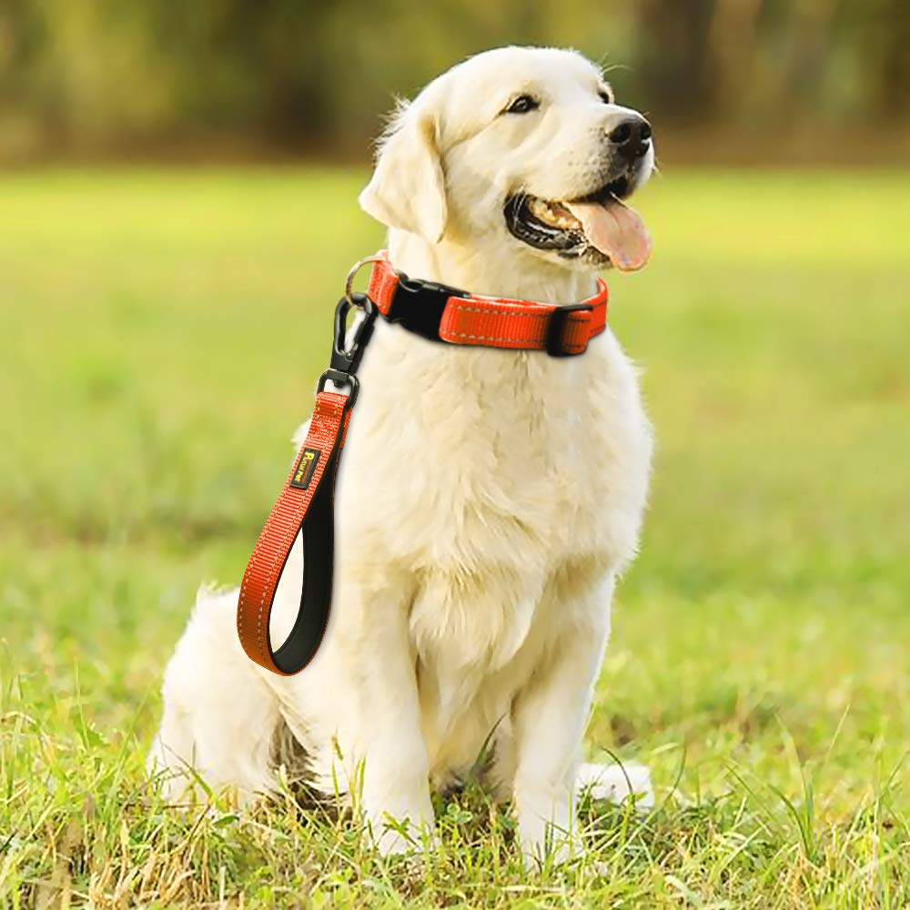 PLUTUS PET Utilisation idéale pour l'éducation et les promenades des chiens.