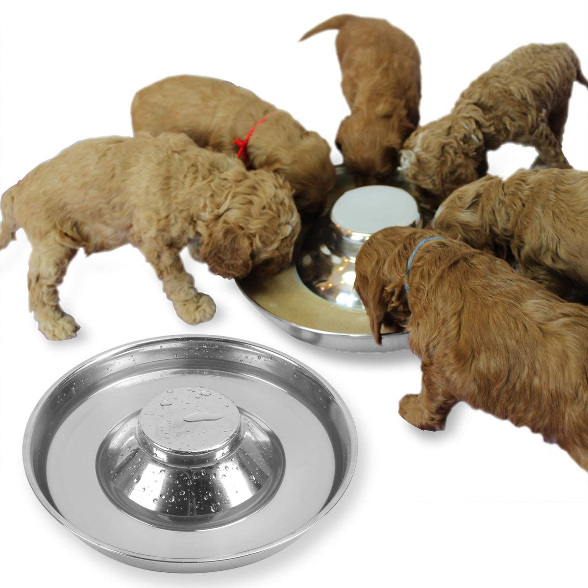 Podinor bols en acier pour chiots, lot de 2, pratique pour l alimentation quotidienne