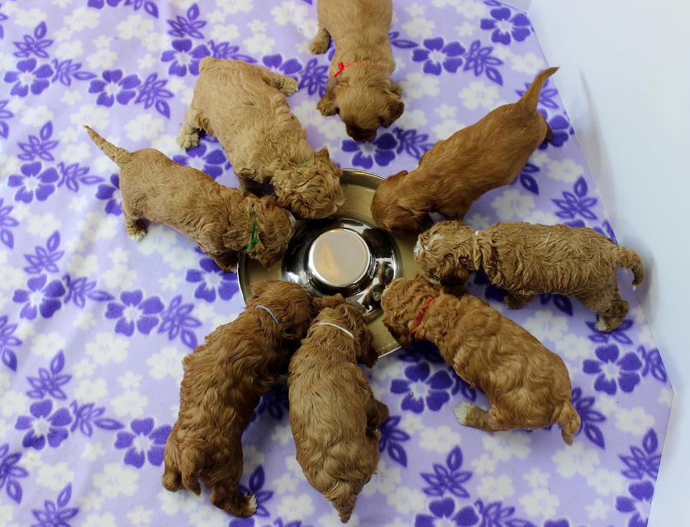 Podinor usage quotidien chiots, design sûr pour les routines