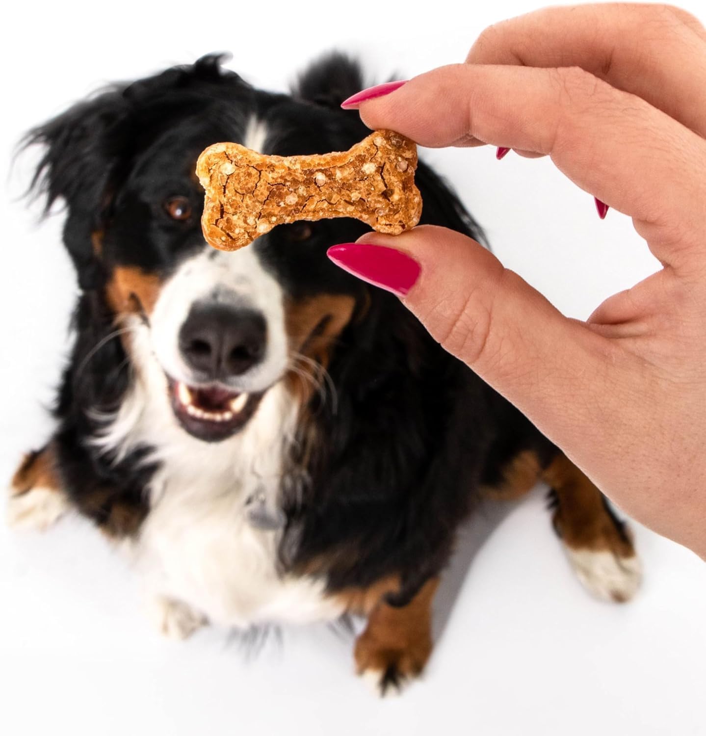 Bouchées Polkadog au poulet, soutien digestif possible pour chiens sensibles