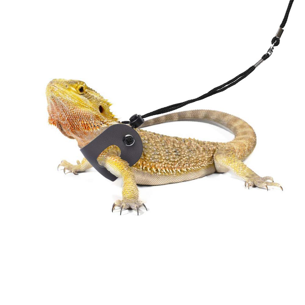Promenade extérieure avec POLKASTORE pour reptiles, confort et sécurité.