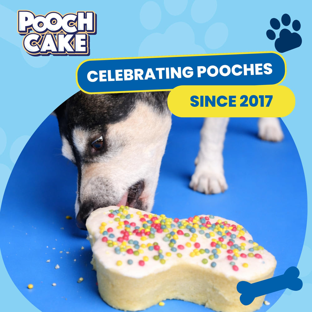 Pooch Cake Kit Micro-onde Rapide, cuisson en quelques minutes.
