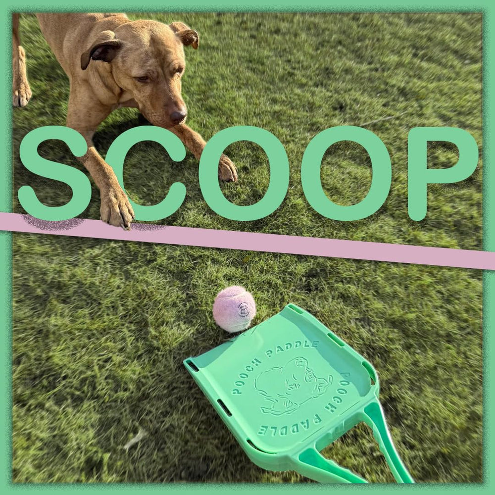 Pooch Paddle illustre le jeu en plein air, parfait pour parc et plage.