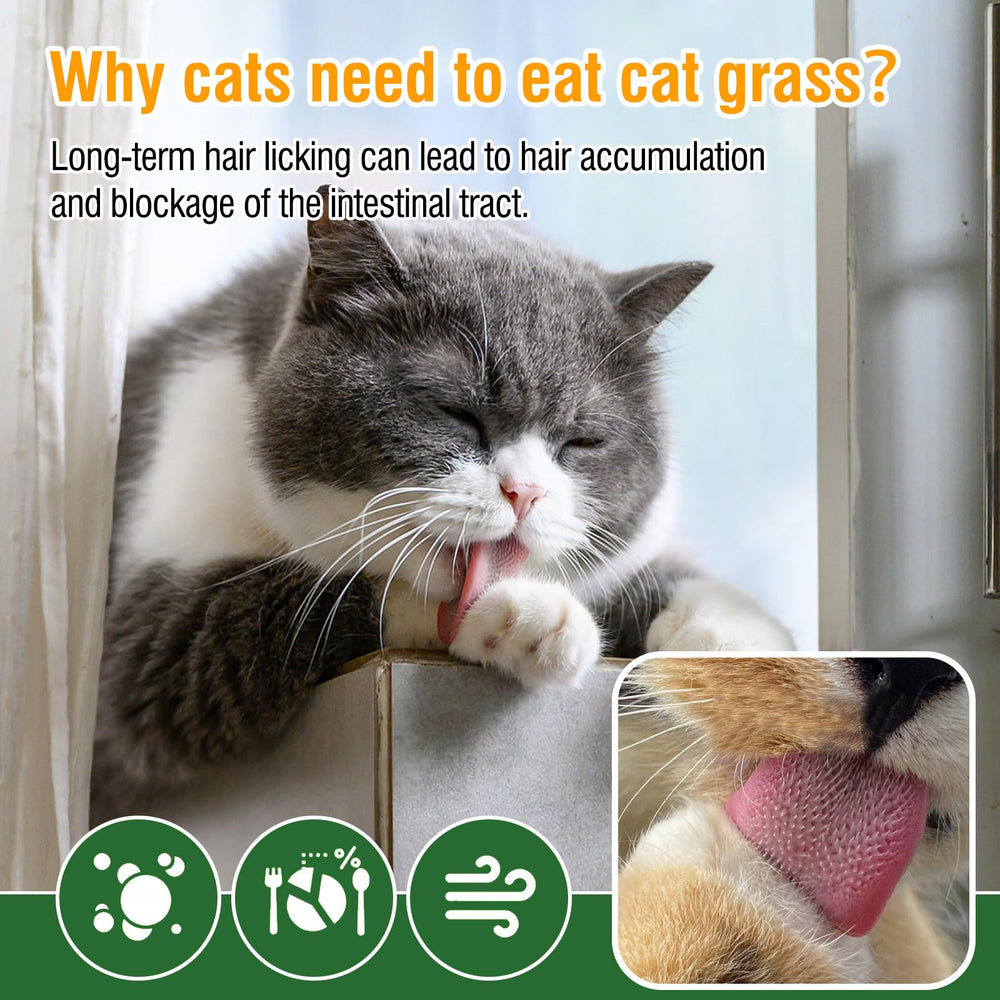 PuPoPan haleine-fraiche-chat-herbe: amélioration possible de l’haleine après dégustation.