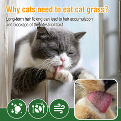 PuPoPan haleine-fraiche-chat-herbe: amélioration possible de l’haleine après dégustation.