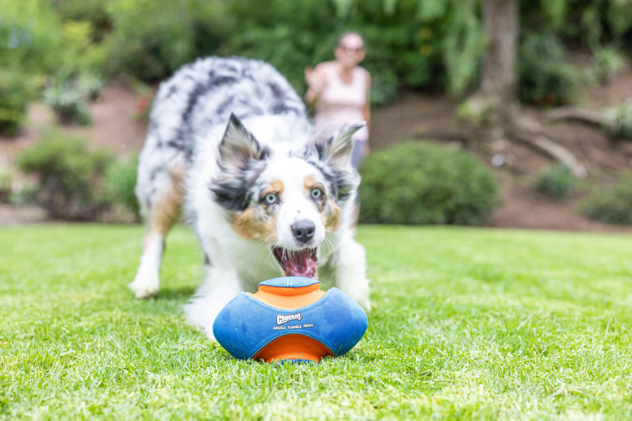 Parfait pour toutes tailles et races de chiens, sessions en groupe ou seul.