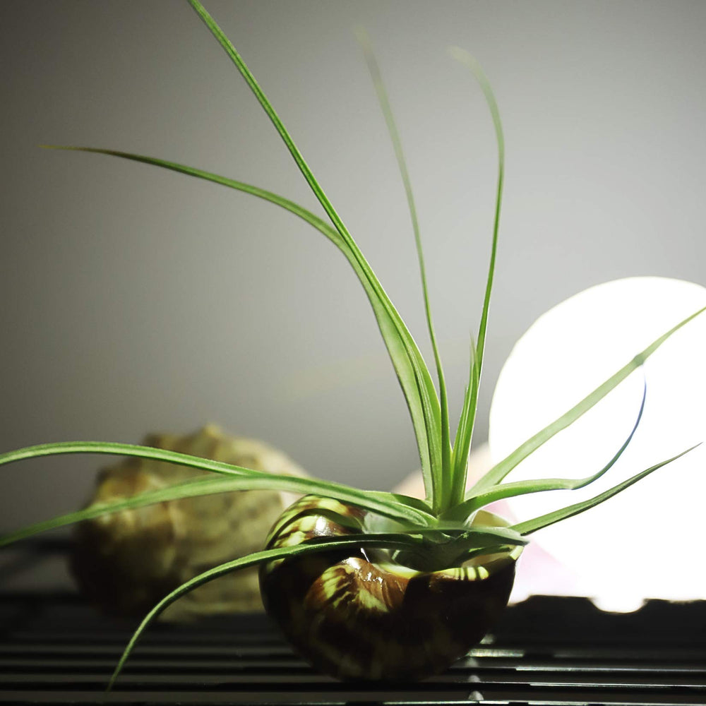 Coquilles crabe ermite PPCLION, projets d'artisanat maison, ambiance naturelle.