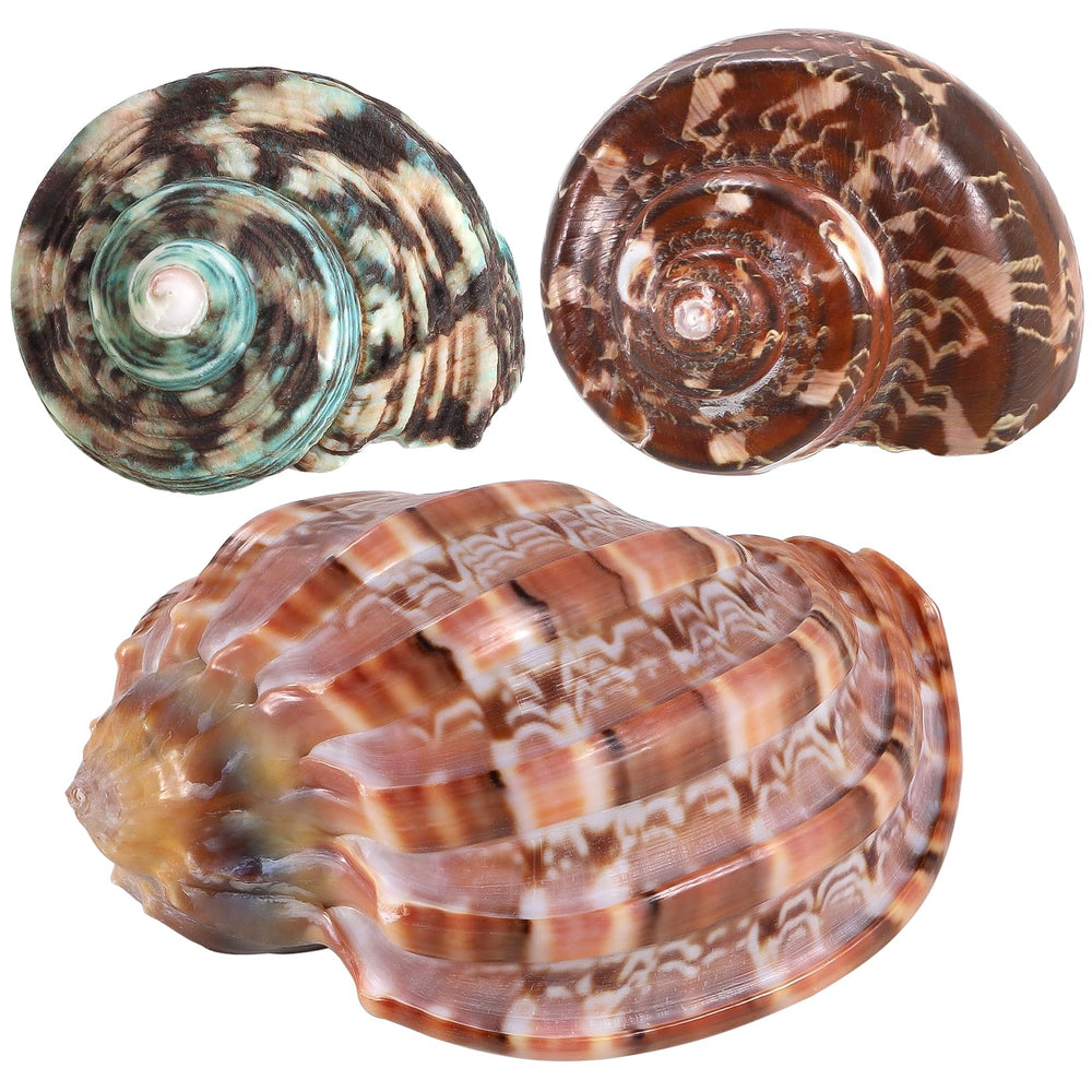 Coquille hermite naturelle PPCLION, idéale pour décoration murale et artisanat.