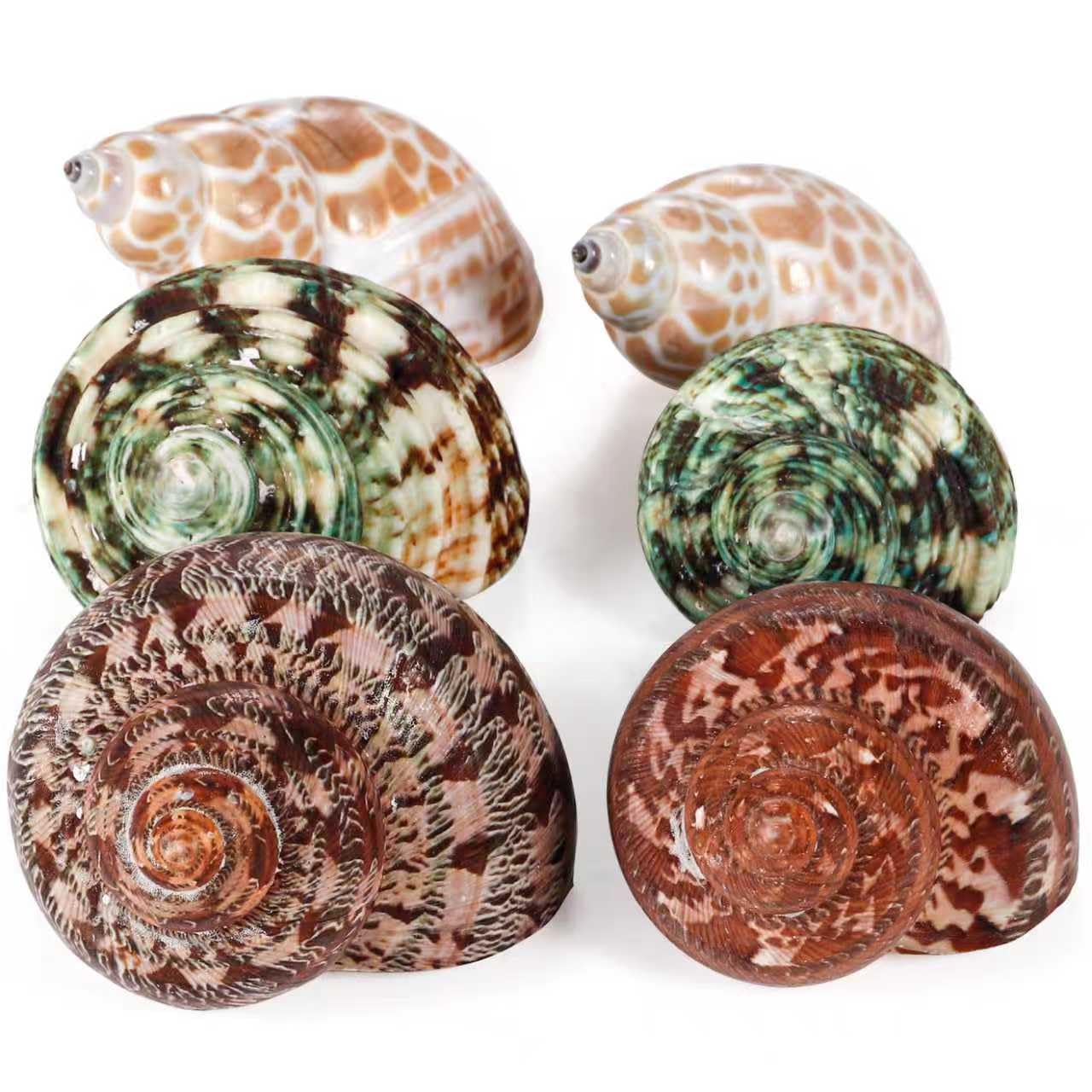 Coquilles PPCLION naturelles pour crabe ermite, ensemble six pièces, idéale décoration intérieure.
