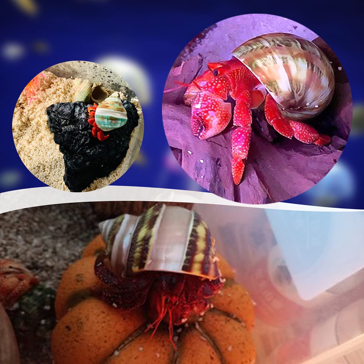 Coquilles PPCLION avec ouverture 0,8-1,1 pouce, adaptées pour crabe ermite.