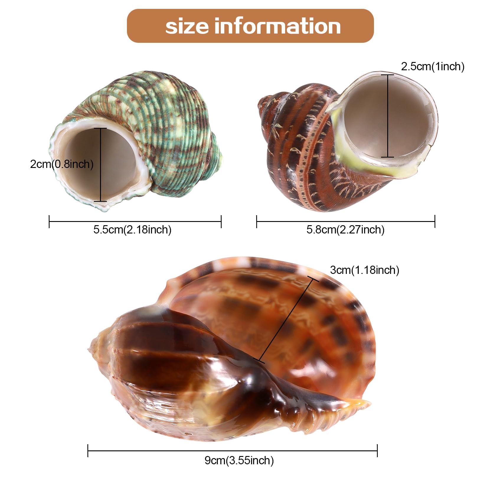 Coquille perle turbo PPCLION, parfaite pour décor de table ou artisanat.