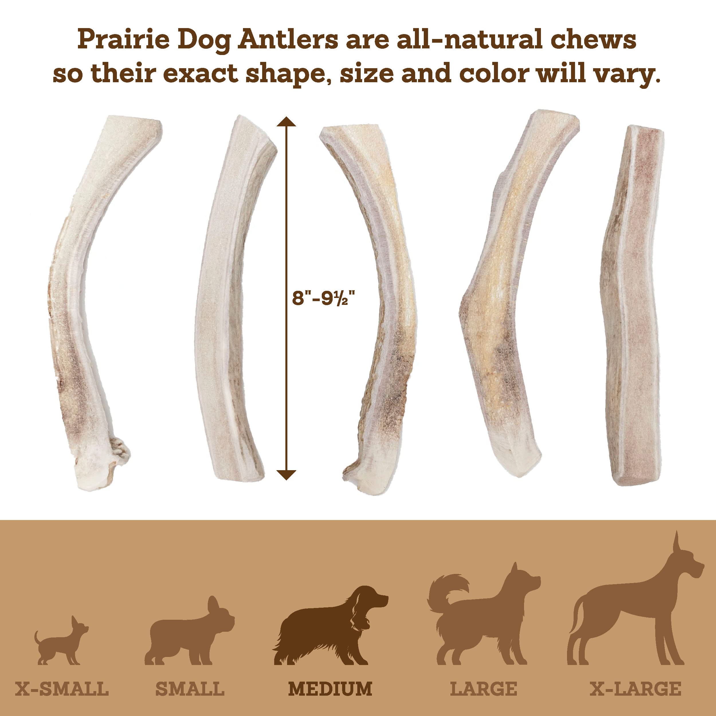 Prairie Dog Pet Products os de cerf nord-américains sans odeur pour chiens sensibles.