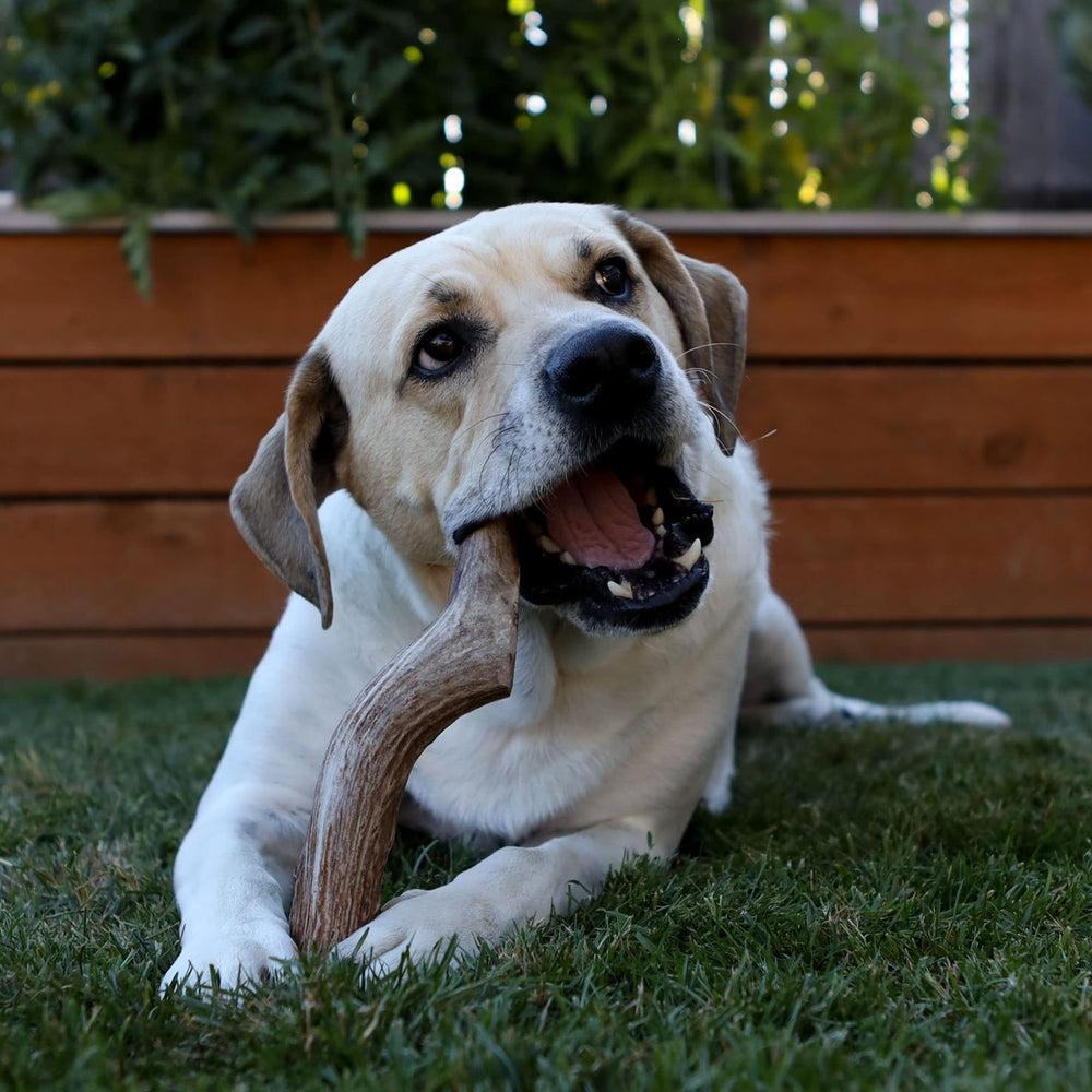 Prairie Dog ramure cerf moyenne pour chien – soutien à la mastication calme.