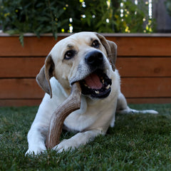 Prairie Dog ramure cerf moyenne pour chien – soutien à la mastication calme.