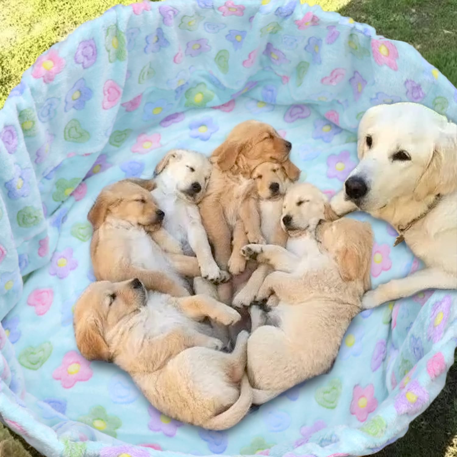 Cadeau pratique pour refuges et propriétaires d animaux, durable et utile.