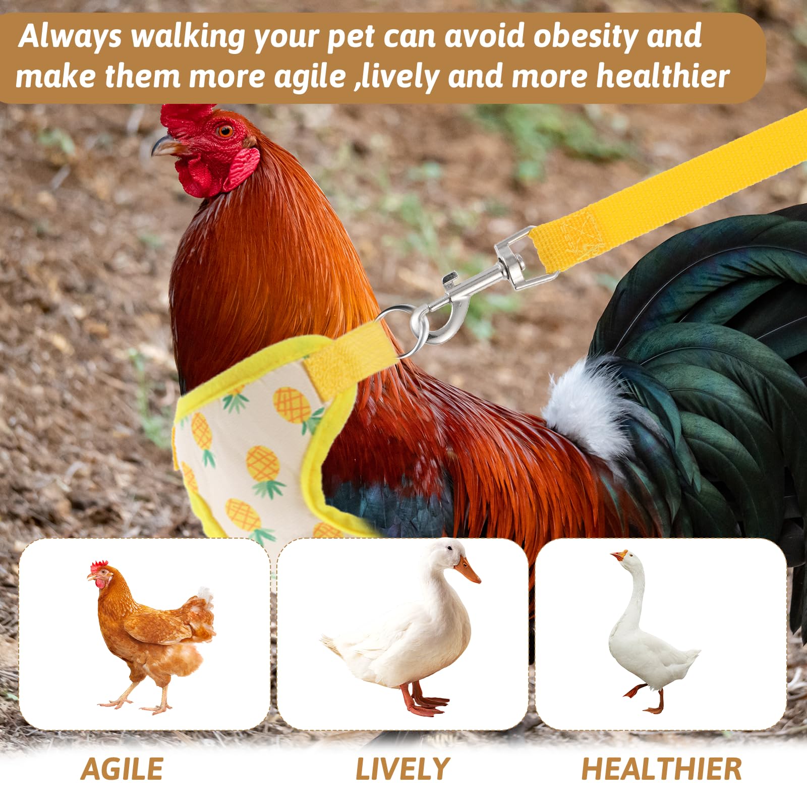 Gilet poulet elastique taille33-46cm, ajustement sûr.