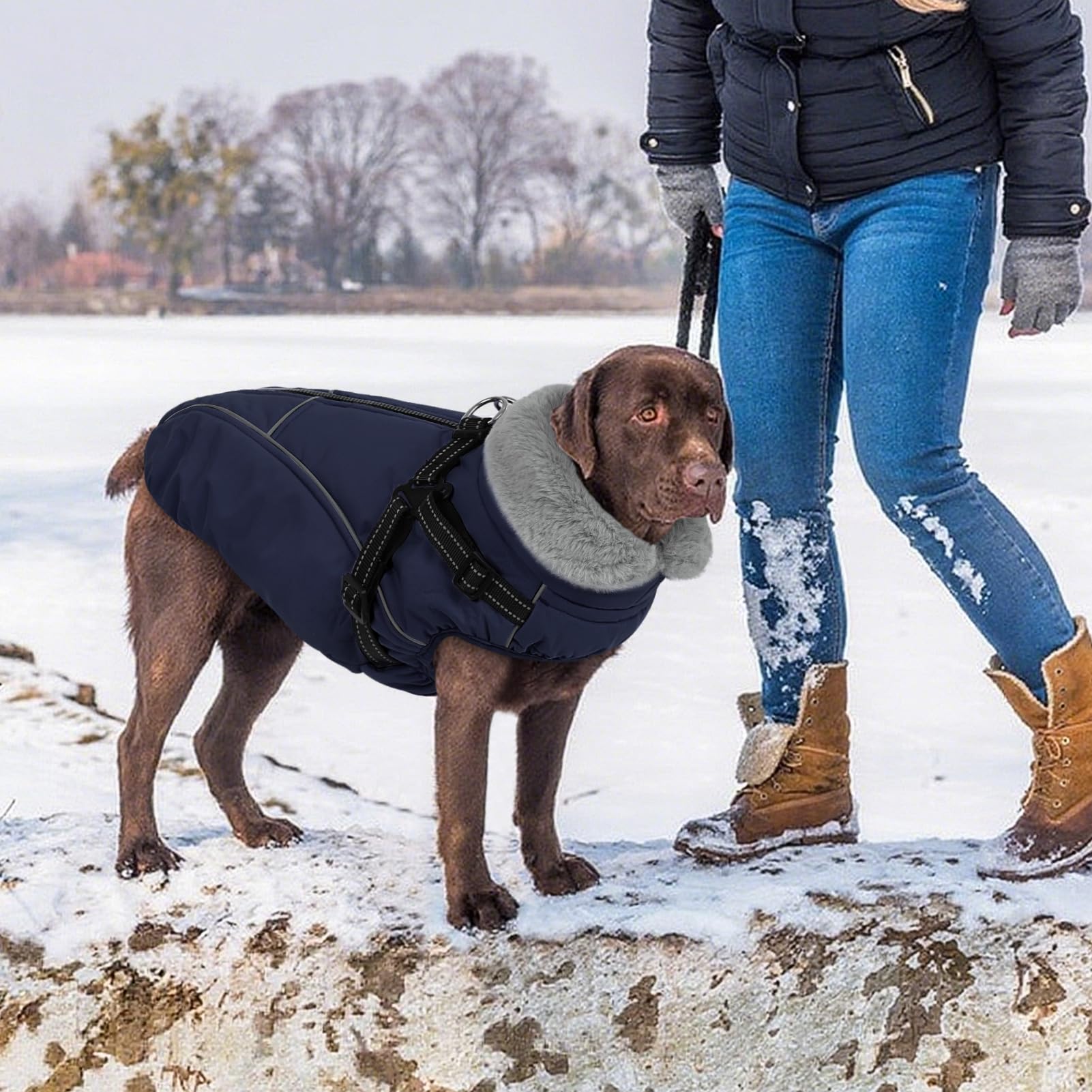 Manteau Preferhouse, utilisations quotidiennes et occasions spéciales pour petites races.