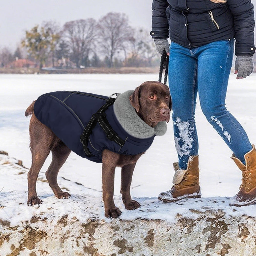 Manteau Preferhouse, utilisations quotidiennes et occasions spéciales pour petites races.