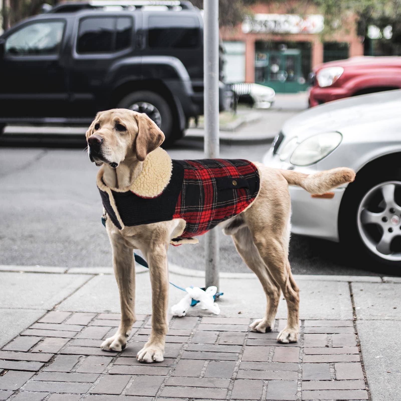 Manteau hivernal Preferhouse pour petit chien — parfait pour promenades en plein air.