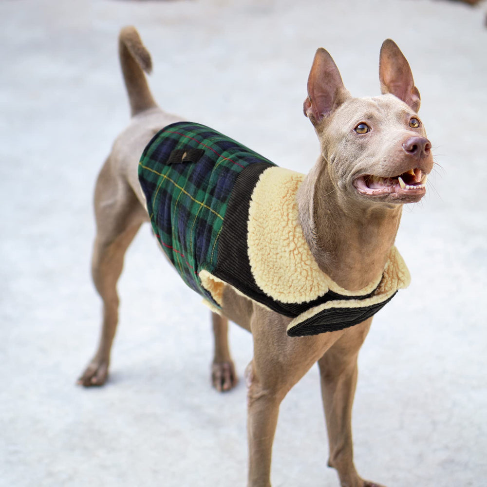 Utilisation hivernale en extérieur avec le manteau Preferhouse pour chien.