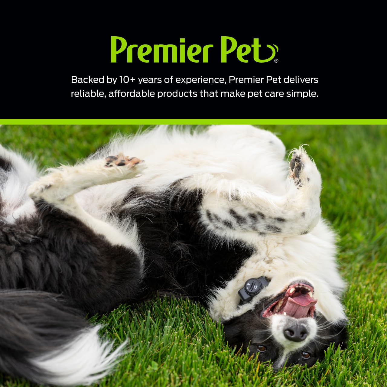 Sangle en nylon confortable Premier Pet, réglable pour chiens de tailles variées.