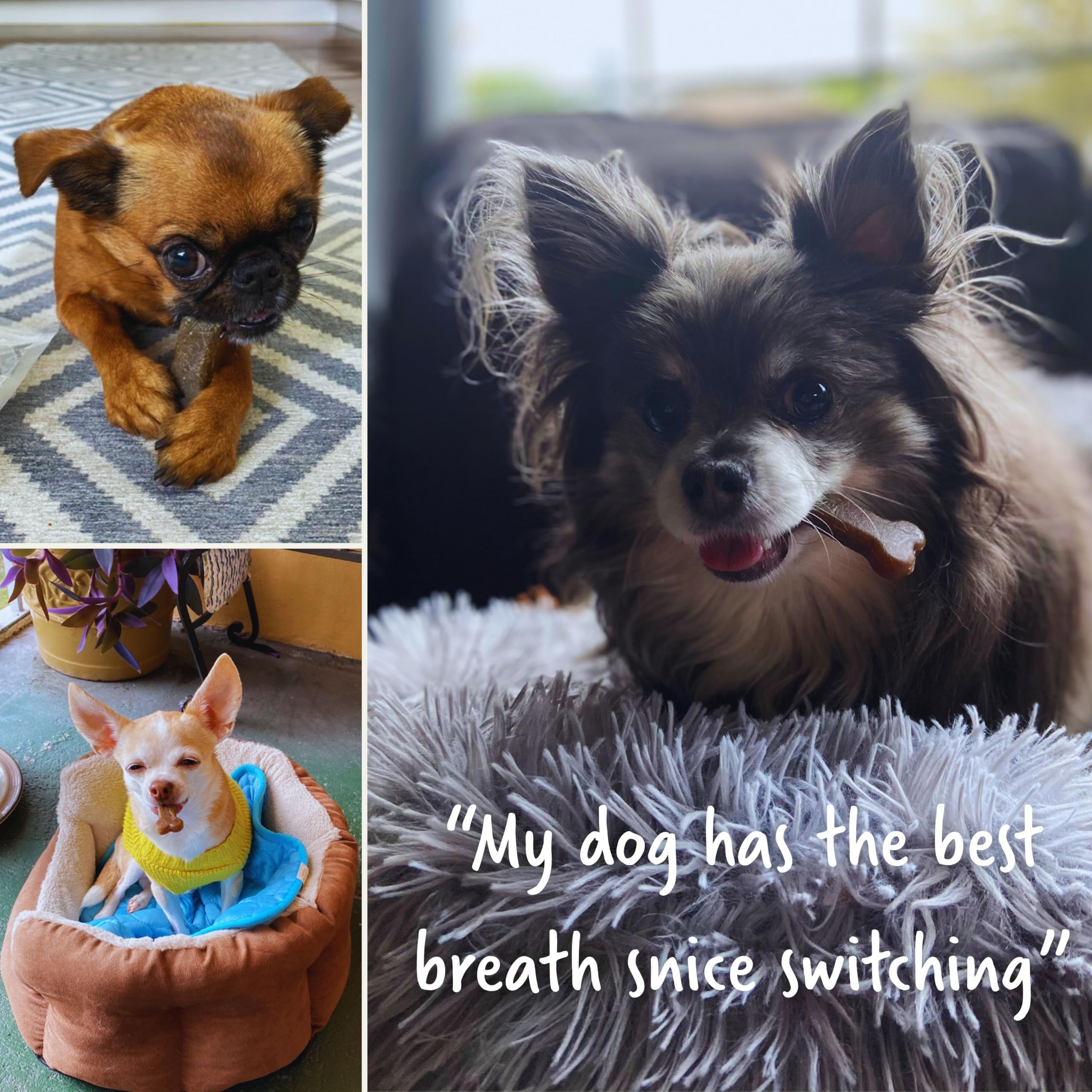 Friandises adaptées pour chiens de taille moyenne et plus avec Earthbones.