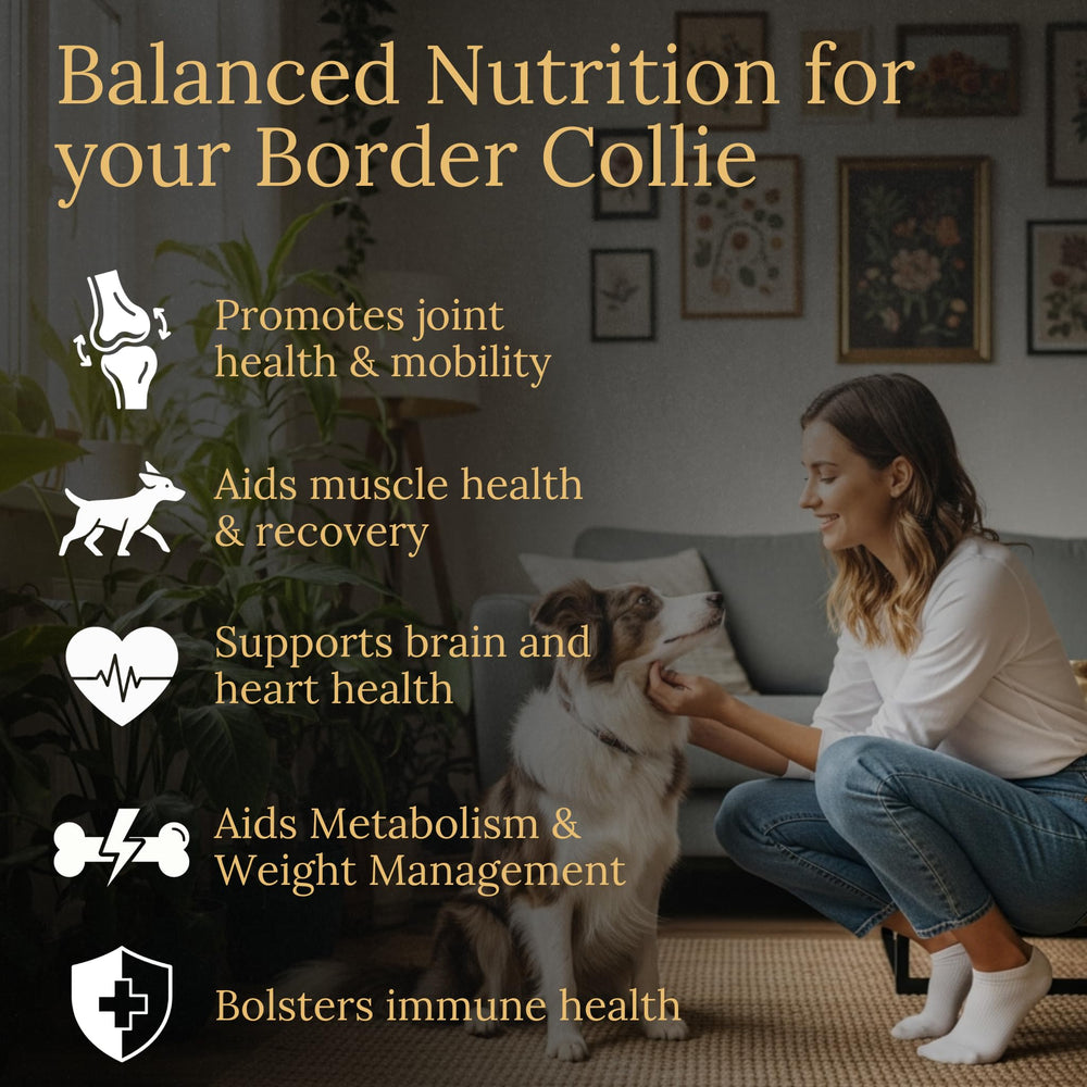 Emballage Prestige Breed Border Collie Multivitamines prêt à l’emploi.