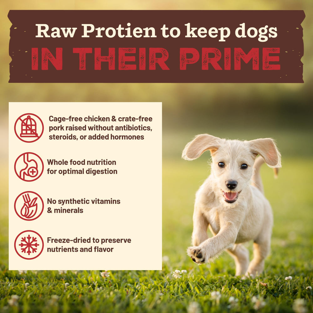 Primal protéine crue porc sans cage: protéines de porc savoureuses.