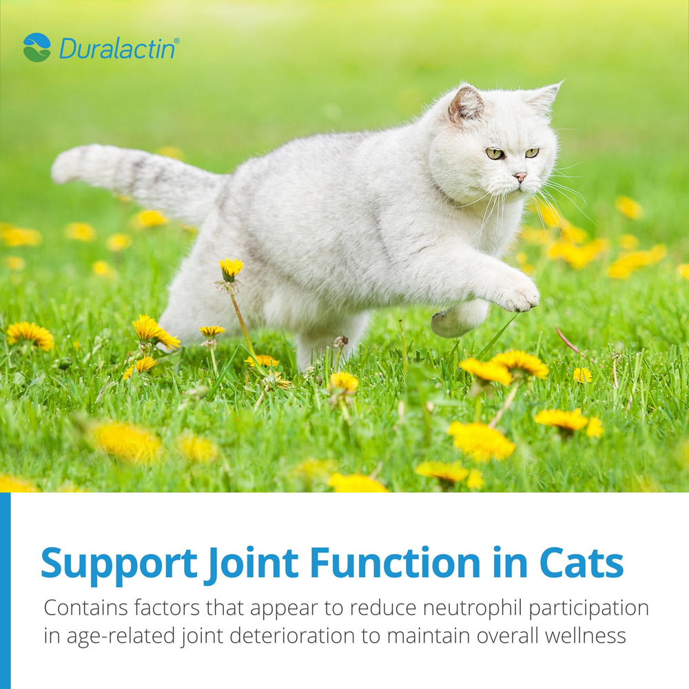 PRN Duralactin Chat utilisation quotidienne: récompense savoureuse et soutien quotidien.