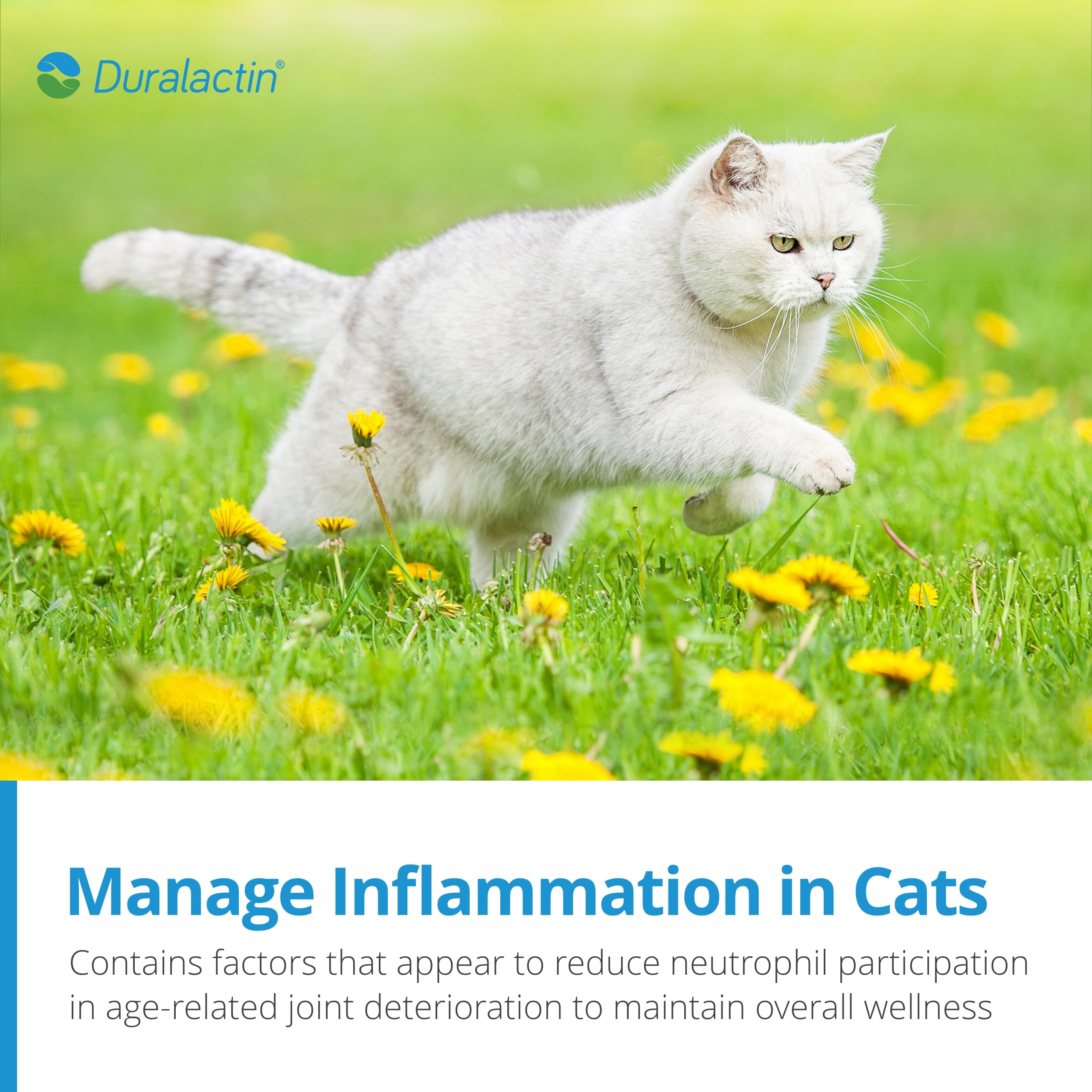 PRN Duralactin Feline – utilisation quotidienne simple pour le bien-être.