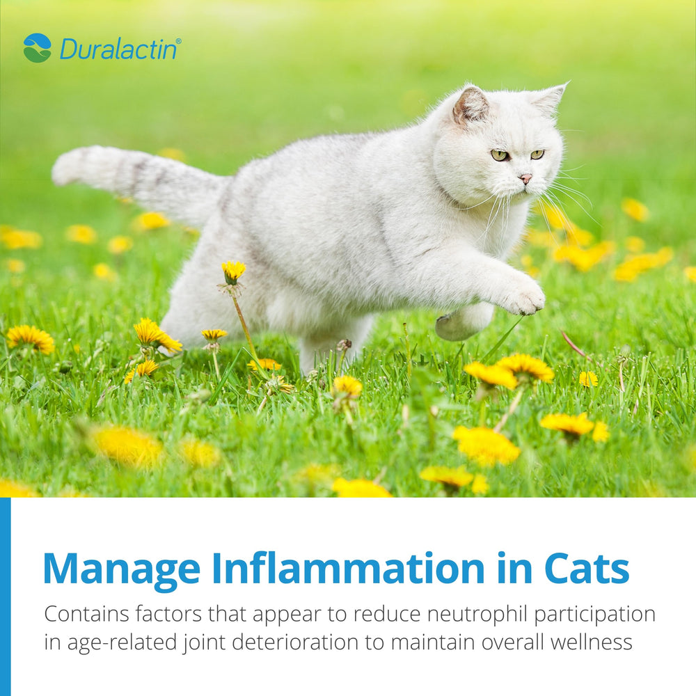 PRN Duralactin Feline – utilisation quotidienne simple pour le bien-être.
